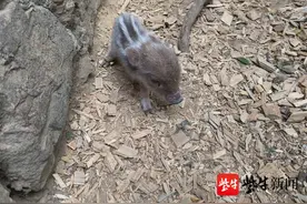 奶凶！小野猪迷路后被市民救助图片