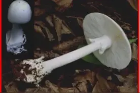 又到一年吃菌季，这些常见毒菌你认识吗？图片