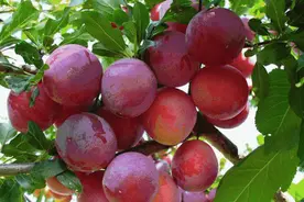 嘎嘣脆甜的李子熟了！现摘现吃，安排图片