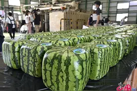 日本又出天价水果！方形西瓜上市一个售价近500元图片