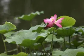 七月荷花最盛时 你想上哪去赏花？图片