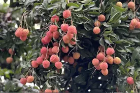 广州今年荔枝减产超一成，“新贵”仙进奉为何能丰产高收益？图片