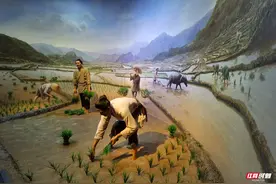 “小水稻”有“大梦想”，这群孩子到隆平水稻博物馆参观探索图片