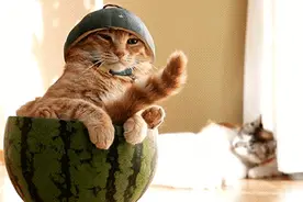 夏天6种瓜的挑选法图片