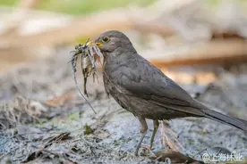 身边这些常见鸟类是如何筑巢的？一起来看图片