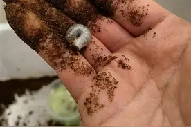 不少“神奇动物”正被弃养！饲养异宠，你真的准备好了吗？图片