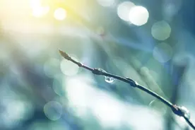 暑天自制中药花露，清热解毒、悦脾开胃图片