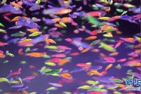 活体动物放入娃娃机，怎么就是“正常经营行为”了？|新京报快评图片