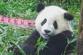 熊猫社区｜和熊猫宝宝对视是什么体验？图片