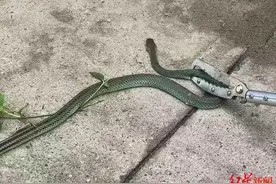 惊险！眼镜王蛇正吞食乌梢蛇，消防赶到双双拿下图片