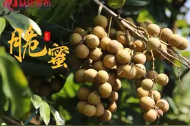 「中英双语」龙眼×荔枝=脆蜜！粤产新水果，到底多好吃？图片