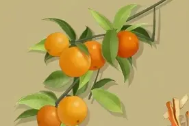 陈皮你“泡”对了吗图片