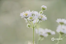 山东威海秋意渐浓 清晨花草凝露珠图片