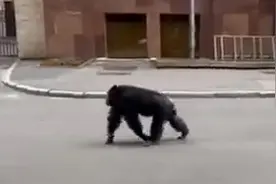 乌克兰一动物园黑猩猩出逃，被追到后骑自行车回家图片