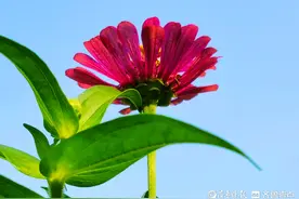 鲜艳夺目的步步登高花，一朵更比一朵高图片