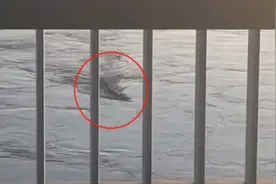 破案了！韩国汉江“水怪”真身曝光 网友拍下清晰画面图片