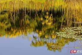 来看看秋日湖岸的倒影美学，从油画中走出的治愈系风景图片