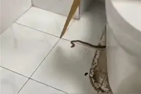 养蛇人出租房内养蛇，多条蛇疑出逃甚至钻进居民家马桶，物业：正排查整个小区图片