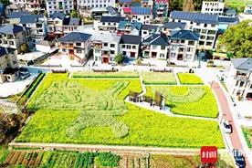 一年卖出4.7亿元山核桃 数字赋能“淘宝第一村”跑出加速度图片