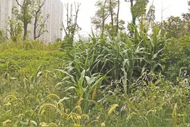 马鞍山慈湖河景观带杂草丛生、菜园密布？已全部整治到位图片