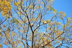 鸽子——你好图片