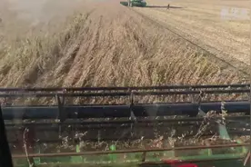 亩产564.81斤！新华社记者亲历高产大豆收获全程图片