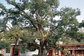 我国仅存5株！5000岁以上古树“寿星”都在陕西图片