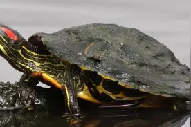 不适宜开展增殖放流（放生）的水生生物物种图片