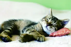 为什么猫老是睡觉？图片