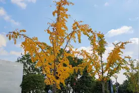 徐汇滨江银杏叶开始变黄，黄绿交织别有韵味 | 晨镜头图片