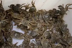 降价一半？看看徐汇菜场里螃蟹几钿？吃蟹要注意这些→图片