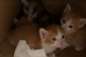 女子垃圾桶内发现4只幼猫，捡起带回家：看到了之后没办法不管不顾视频封面