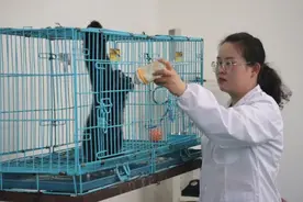 全国首例！人工混合喂养东白眉长臂猿小崽满岁啦图片