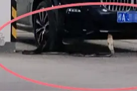 可怕！南宁一小区惊现眼镜王蛇，上演“捕蛇记”……图片