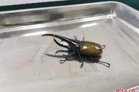 异宠“大力神”难闯关 北京海关查获活体长戟犀金龟图片