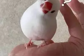 无痛“飞针”！厦门95后男护士一针“见血”，太绝了！别眨眼图片