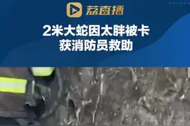 2米大蛇因“太胖”被卡获消防员救助，蛇：社死现场图片