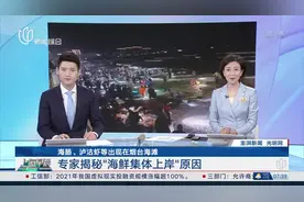 海肠、泸沽虾等出现在烟台海滩 专家揭秘“海鲜集体上岸”原因视频封面