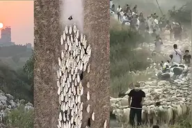 一群小羊在河堤上奔忙 网友：走出千军万马的感觉图片