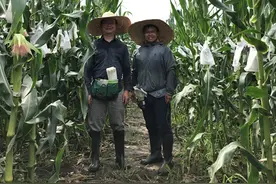 一群90后00后解锁“超级玉米”关键基因：个个是“学霸”人人能下地图片