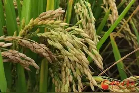 白银靖远：西北黄土高原也能“稻花香”图片