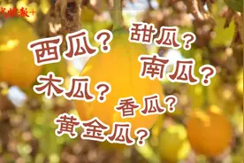 《本草纲目》记载过它，满架的小瓜蒌竟是“金元宝”图片