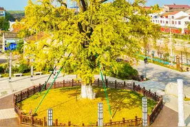 江汉平原1900岁“树王”至今枝繁叶茂 曾被百姓当作走路行船路标 落叶成景是当地旅游名片图片