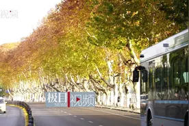 梧桐大道美如童话中的森林图片