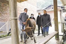 现场为小牛做“亲子鉴定”图片