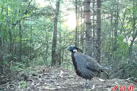 国家二级保护动物勺鸡现身湖北堵河源保护区图片