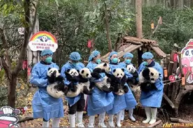 13只新生大熊猫萌宝齐亮相成都 为你送上新年祝福图片