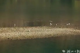 来凤：酉水河畔波光粼粼 候鸟戏水生态美图片