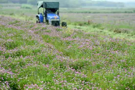 七一文学｜紫云英也有春天图片