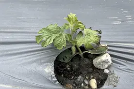 寒流强袭花莲西瓜冻僵 当地瓜农：60年来首见图片